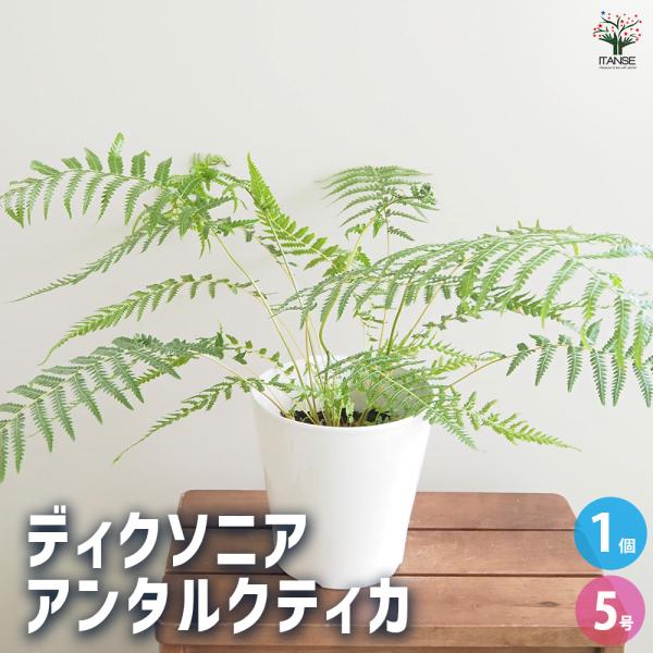 ディクソニア　アンタルクティカ極太【C】 Dicksonia antarctica ディクソニア アンタルクティカ 1 木性