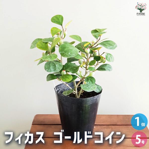 フィカス ゴールドコイン 観葉植物 5号/1個売り リビング オフィス