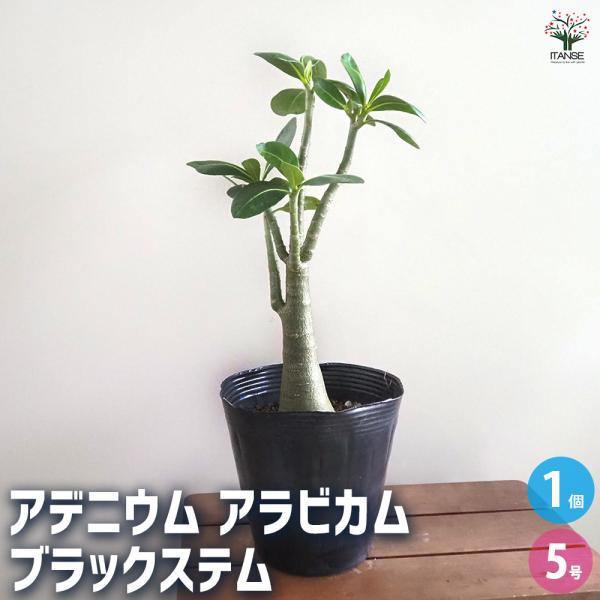 アデニウム アラビカム ブラックステム 観葉植物 5号/1個売り リビング