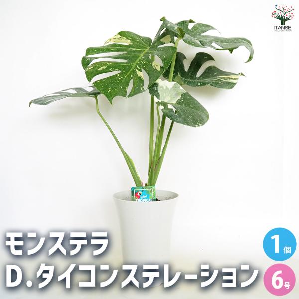 モンステラ タイコンステレーション 観葉植物 6号/1個売り リビング