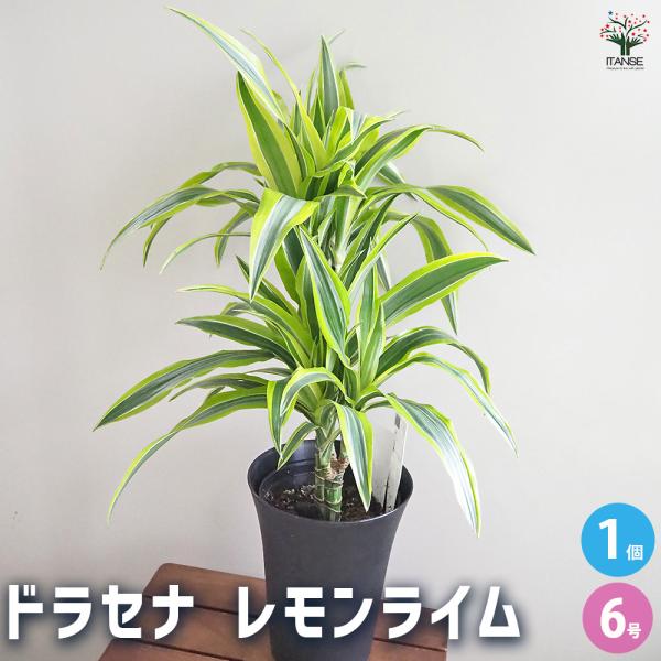 ドラセナ レモンライム 観葉植物 6号/1個売り リュウゼツラン