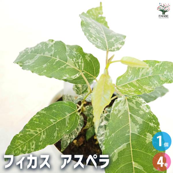 フィカス アスペラ 観葉植物 4号/1個売り リビング オフィス 事務所 インテリア お祝い 新築祝い 引越し祝い 結婚祝い 新生活
