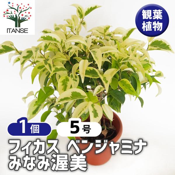 フィカス ベンジャミナ みなみ渥美 観葉植物 5号/1個売り リビング オフィス 事務所 インテリア お祝い 新築祝い 引越し祝い 結婚祝い 新生活