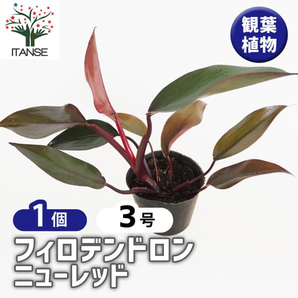 超希少品種フェロデンドロン・ニューレッド・幹木化S字木化しています。 itanse_kan01466