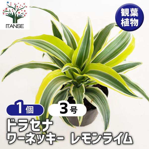 ドラセナ ワーネッキー レモンライム 観葉植物 3号/1個売り