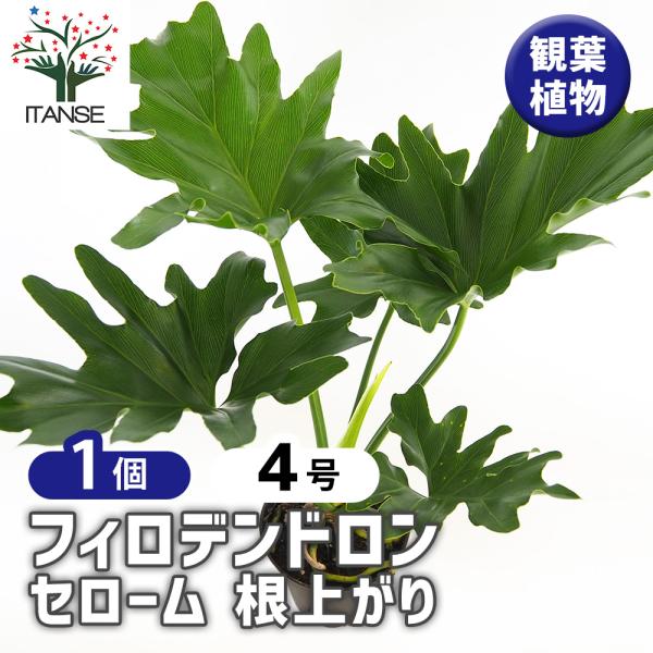 フィロデンドロン セローム 根上がり 観葉植物 4号/1個売り