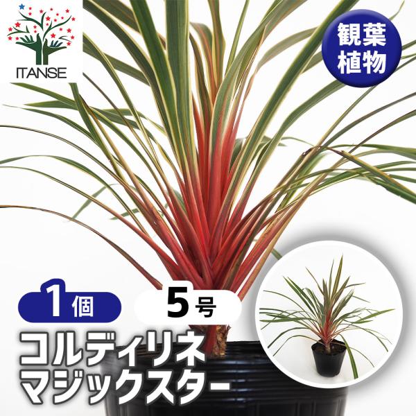コルディリネ マジックスター 観葉植物 5号/1個売り 園芸品種 苗木 花木 植木 庭木 ガーデニング シンボルツリー 鑑賞