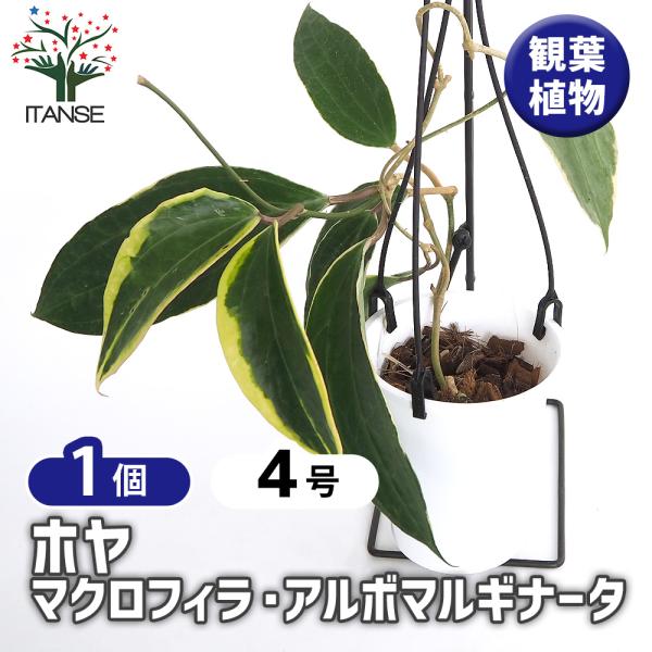 ホヤ マクロフィラ アルボマルギナータ 観葉植物 4号/1個売り