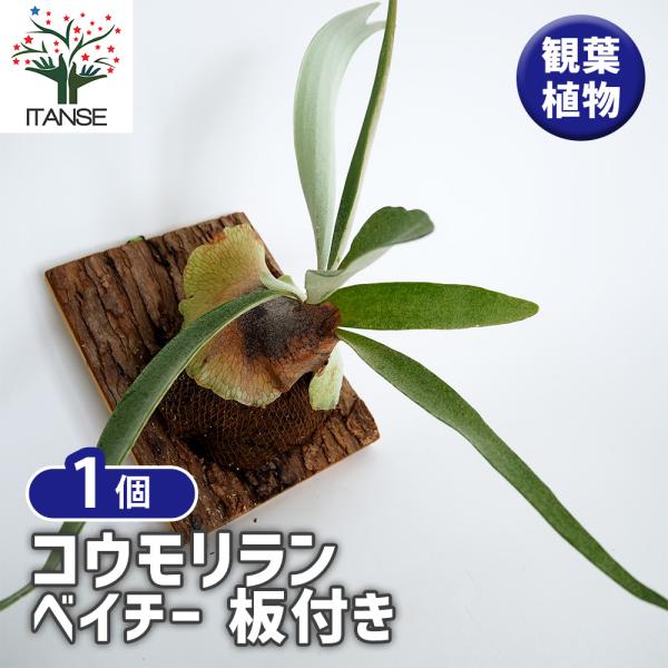 itanse_kan01578