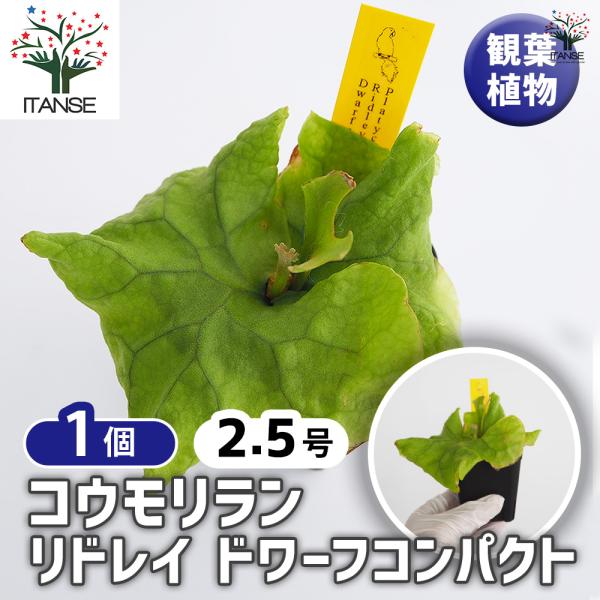コウモリラン リドレイドワーフコンパクト 観葉植物 2.5号/1個売り