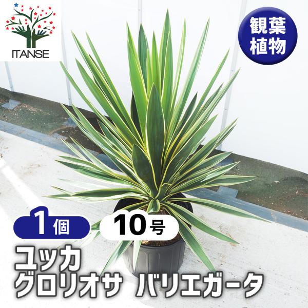 ユッカ グロリオサ バリエガータ 観葉植物 10号/1個売り ゆっか