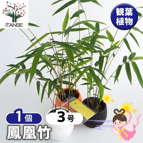 鳳凰竹(ホウオウチク) 観葉植物 3号/1個売り 七夕 願いごと ねがいごと 鑑賞 インテリア オフィス リビング 玄関 庭 屋内 家