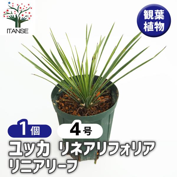 専用出品 リピ、特割 ユッカ リネアリフォリア (つ) 太株 ユッカ リネアリフォリア リニアリーフ 観葉植物 4号/1個売り ゆっか