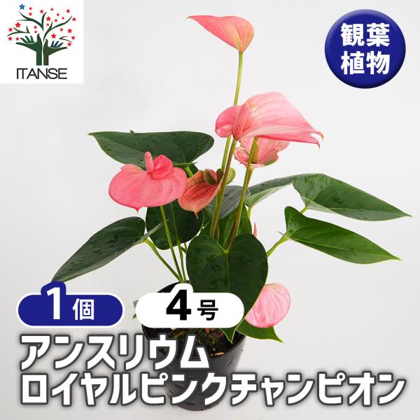 アンスリウム ロイヤルピンクチャンピオン 観葉植物 4号/1個売り