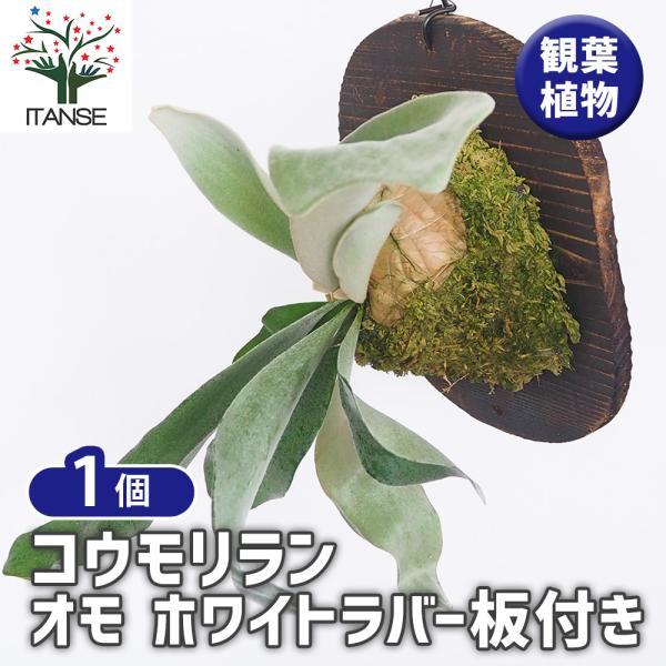 コウモリラン オモ ホワイトラバー板付き 観葉植物 /1個売り
