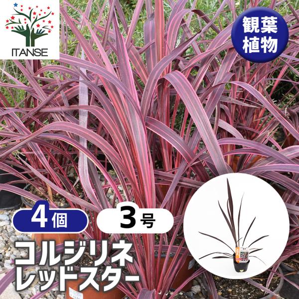 コルディリネ レッドスター(主木) 観葉植物 3号/お買い得4個セット