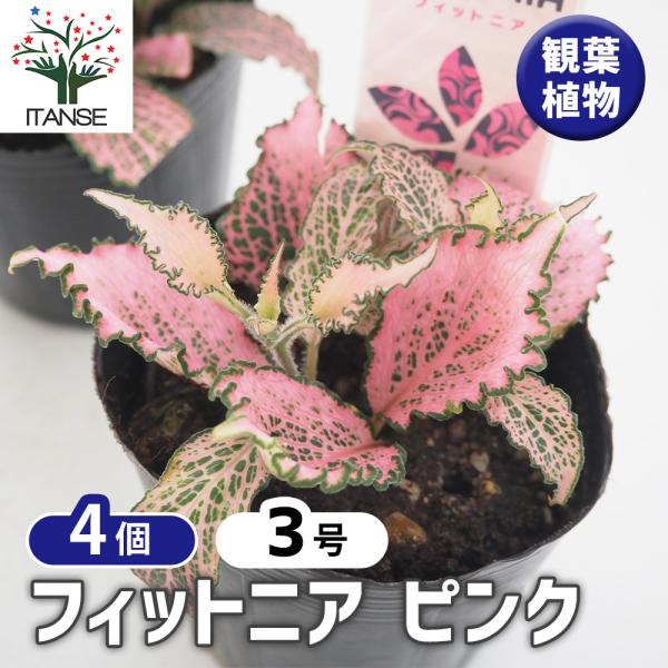 フィットニア ピンク 観葉植物 3号/お買い得4個セット アミメグサ 網目