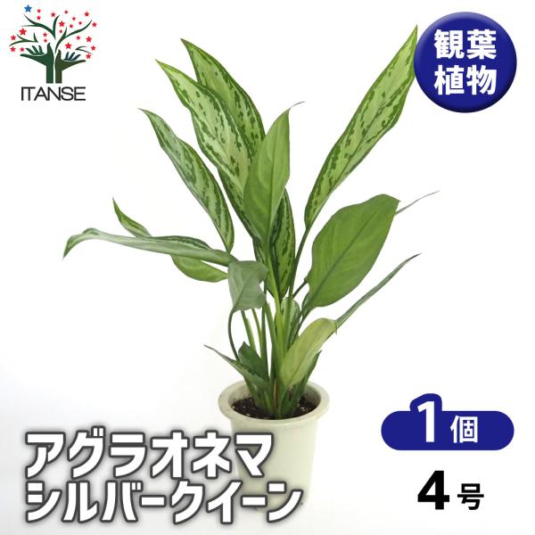 アグラオネマ シルバークイーン 観葉植物 4号/1個売り Aglaonema