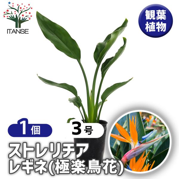 極楽鳥花　③ ストレリチア レギネ(極楽鳥花) 観葉植物 3号/1個売り 観葉 インテリア