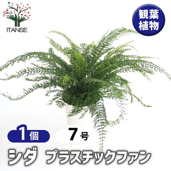 シダ プラスチックファン 観葉植物 7号/1個売り トキワシノブ 常磐忍