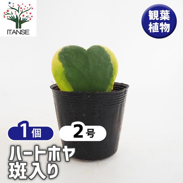 ハートホヤ 斑入り 観葉植物 2号/1個売り 観葉 ガーデニング