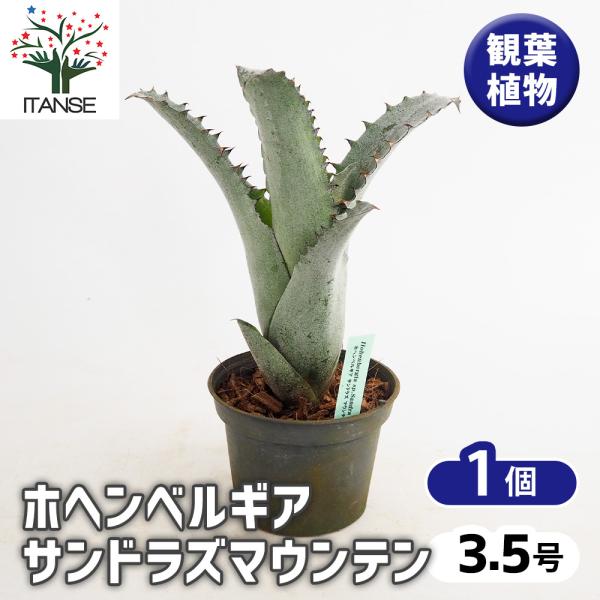 ホヘンベルギア サンドラズマウンテン 観葉植物 3.5号/1個売り タンク