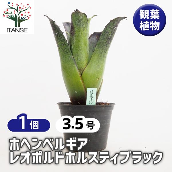 【鉢植え・送料込】ホヘンベルギア　レオポルドホルスティ ブラックフォーム沖縄育ち ホヘンベルギア レオポルドホルスティブラック 観葉植物 3.5号/1個売り