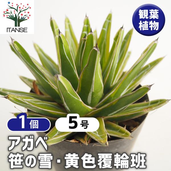アガベ 笹の雪 黄色覆輪斑 多肉植物 5号/1個売り リビング オフィス 事務所 インテリア 大型 おしゃれ オシャレ 育てやすい 御祝 お祝い