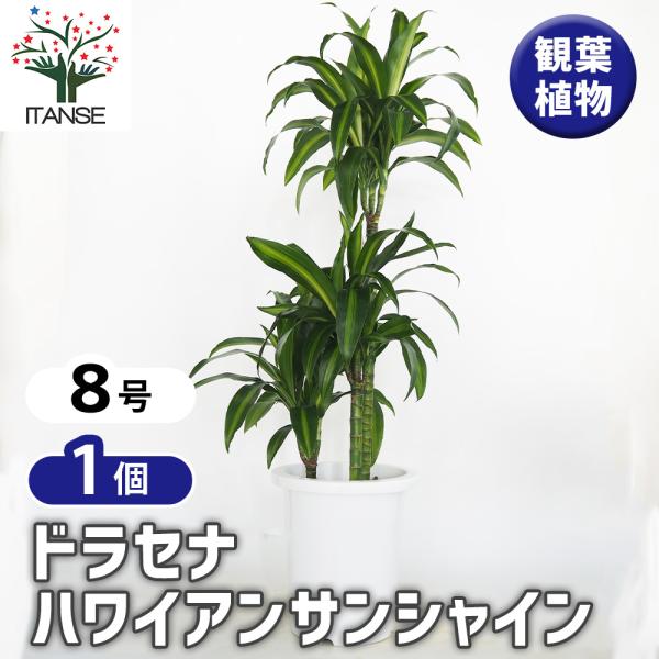 現品　ドラセナ　ハワイアンシャイン　観葉植物　希少　斑入り　ドライガーデン ドラセナ ハワイアンサンシャイン 観葉植物 8号/1個売り