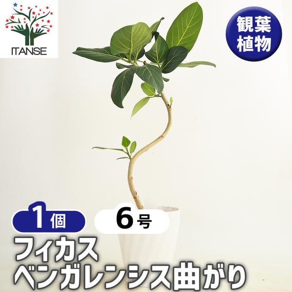 フィカス ベンガレンシス曲がり 観葉植物 6号/1個売り リビング