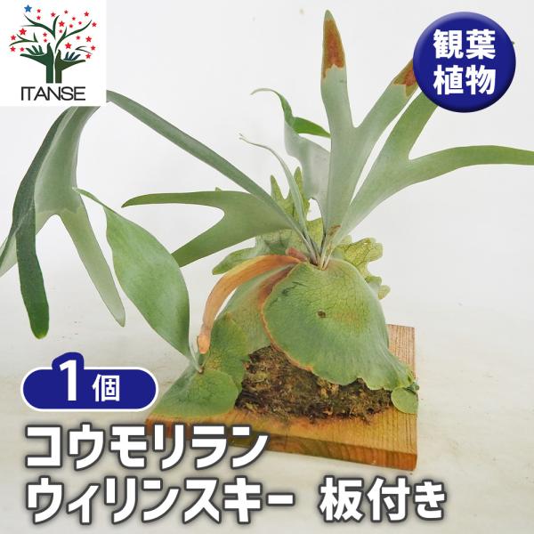 コウモリラン ウィリンキー板付き 観葉植物 /1個売り Platycerium
