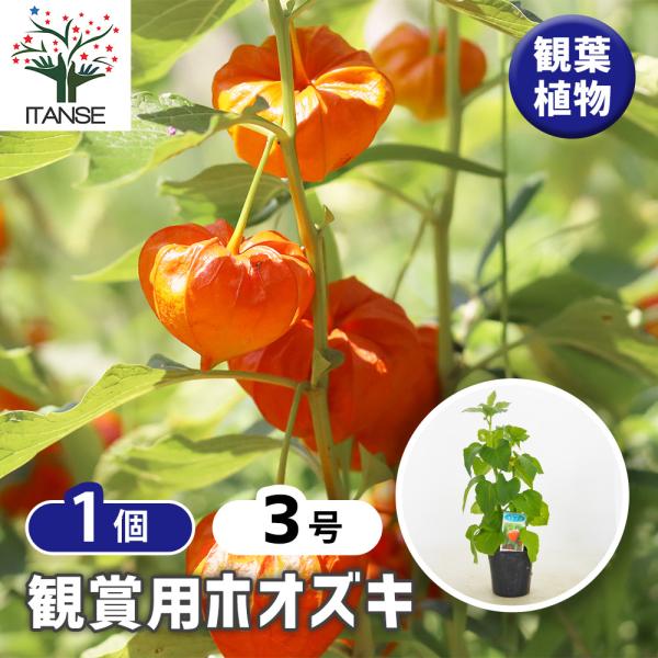 観賞用ホオズキ 観葉植物 3号/1個売り リビング オフィス 事務所