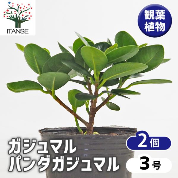 itanse_kan01956