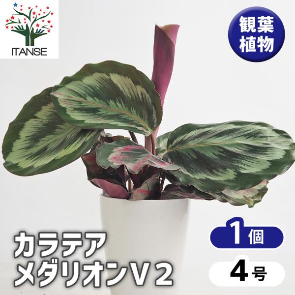 カラテア メダリオンV 観葉植物 4号/1個売り リビング オフィス 事務所 インテリア 大型 おしゃれ オシャレ 育てやすい 御祝 お祝い