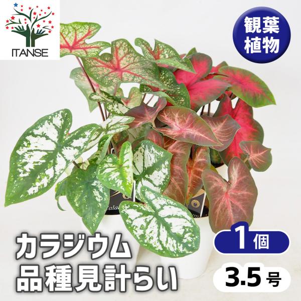 カラジウム 品種見計らい 観葉植物 3.5号/1個売り Caladium サトイモ科