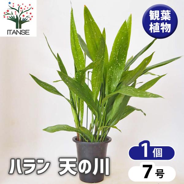 ハラン 天の川 観葉植物 7号/1個売り Aspidistra 馬蘭 葉蘭 アスピディストラ 耐陰性 バラン 仕切り 和風庭園 グランドカバー 生け花
