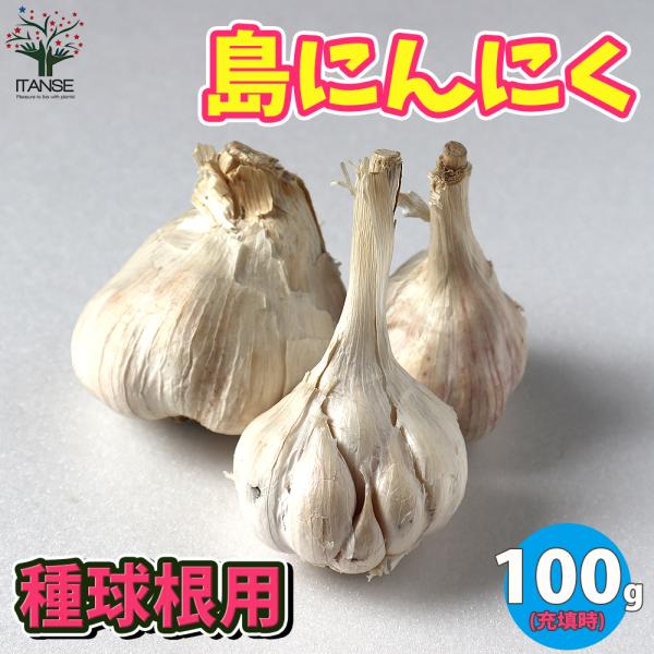 ITANSE にんにく種球根 島にんにく 野菜の苗 ネット詰め野菜球根 充填時100g/1袋 1個売り 送料無料 イタンセ公式