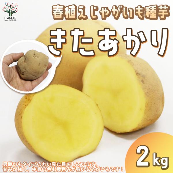 別名が「黄金男爵」や「クリじゃがいも」と言われているキタアカリは、男爵いもタイプの丸い見た目をしています。味は甘みが強く、割ってみると色も黄色みが強いじゃがいもです。食感の特徴は「ホクホク」料理の特徴としては「煮崩れしやすい」ということがあ...