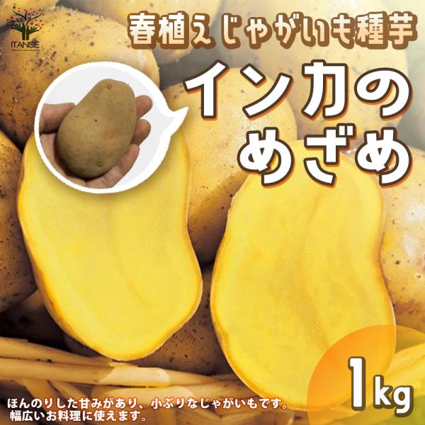 itanse_ken00075