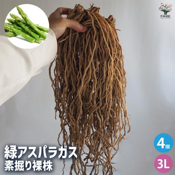 このアスパラガスの株は「土にこだわり！」の、農家さんが、完熟堆肥を10アールあたり10トン！も施して生産した自信作です。根には美味しい栄養分がたくさん蓄えられています。収穫したてのアスパラガスは、甘くてコクがありとっても美味しいです。★人気...