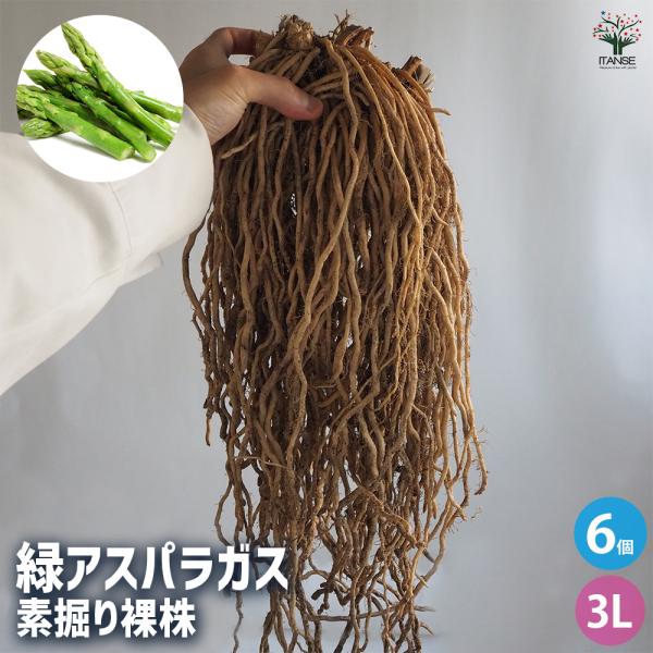 このアスパラガスの株は「土にこだわり！」の、農家さんが、完熟堆肥を10アールあたり10トン！も施して生産した自信作です。根には美味しい栄養分がたくさん蓄えられています。収穫したてのアスパラガスは、甘くてコクがありとっても美味しいです。★人気...