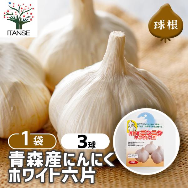 青森産にんにく ホワイト六片 野菜の苗 3球/1個売り 種球 種球根