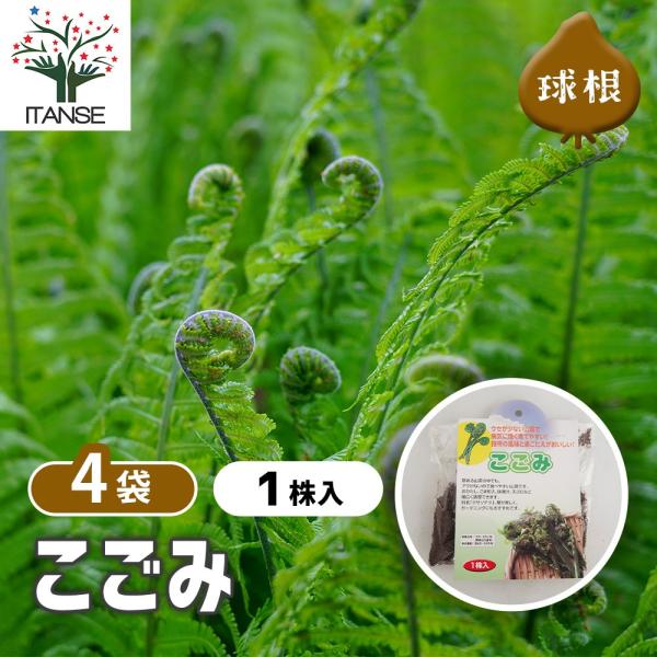野菜球根 こごみ 野菜の苗 1株/お買い得4個セット 野菜 国産 種球 種球根 球根 きゅうこん おいしい 料理 新鮮 農場 趣味 園芸