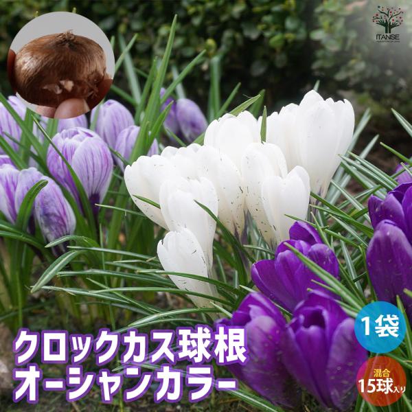 簡単栽培、植えっぱなしOKのクロッカス3品種をセットにしました。紫、白、絞り咲きの見事な揃い咲きがチューリップより早い時期に楽しめます。クロッカスが早春の日を受けて一斉に花開く様子は、まばゆいばかりで、春の訪れを感じさせてくれます。小さいな...