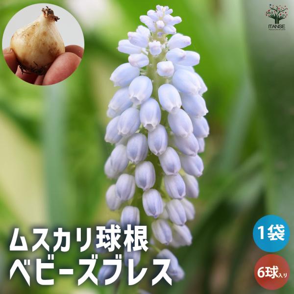 ITANSE 花球根 ムスカリ ベビーズブレス お買い得6球セット 球根