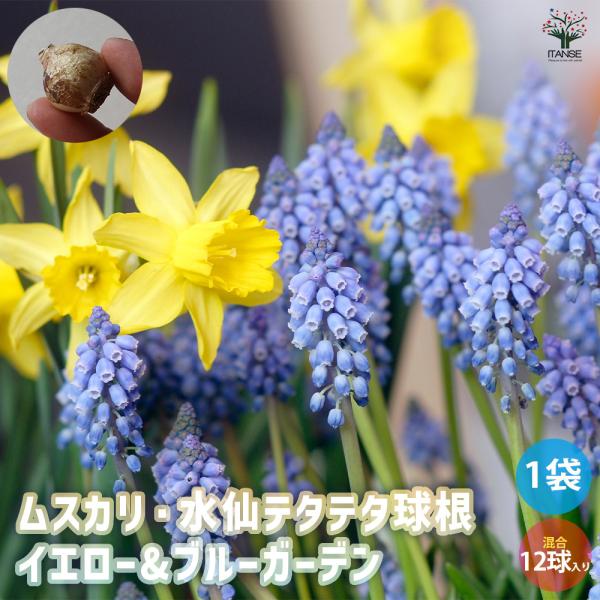 早咲き水仙テタテタと、ムスカリ・アルメニアカムの黄色と青色のすっきりとした色合いが楽しめるセットです。水仙が先に開花して、その後ムスカリが咲き始めます。丈夫で育てやすく、初心者にもオススメです。【検索キーワード】花の球根 球根 花球根 花 ...