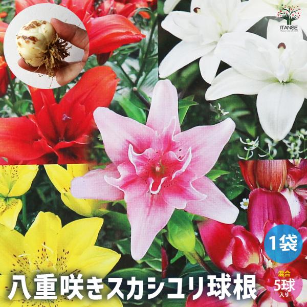 八重咲きスカシユリの徳用5球ミックスです。花色は咲いてからのお楽しみです。※ミックスにつき、品種指定は出来ません。【検索キーワード】すかしゆり スカシユリ スカシ百合 すかし百合 透百合 花の球根 球根 花球根 混合 徳用 ミックス ユリの...