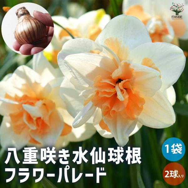 豪華な八重咲きの水仙です。ホワイトにアイボリーピンクの花色がキレイな品種です。【検索キーワード】花の球根 球根 花球根 水仙 すいせん スイセン フラワーパレード 水仙の球根 水仙球根 ヒガンバナ 育て方 植え方 植えっぱなし 鉢植え Na...