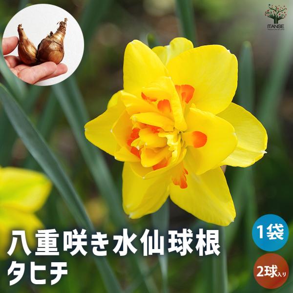 球根 八重咲き水仙 タヒチ 花球根 2球/1個売り 球根の花 鉢植え 地植え
