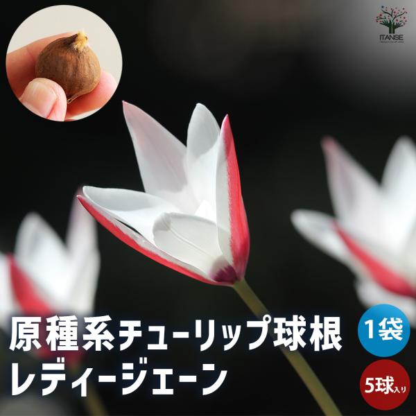 国産】 【球根】クイーンズランド 5球 チューリップ ＋ かすみ草